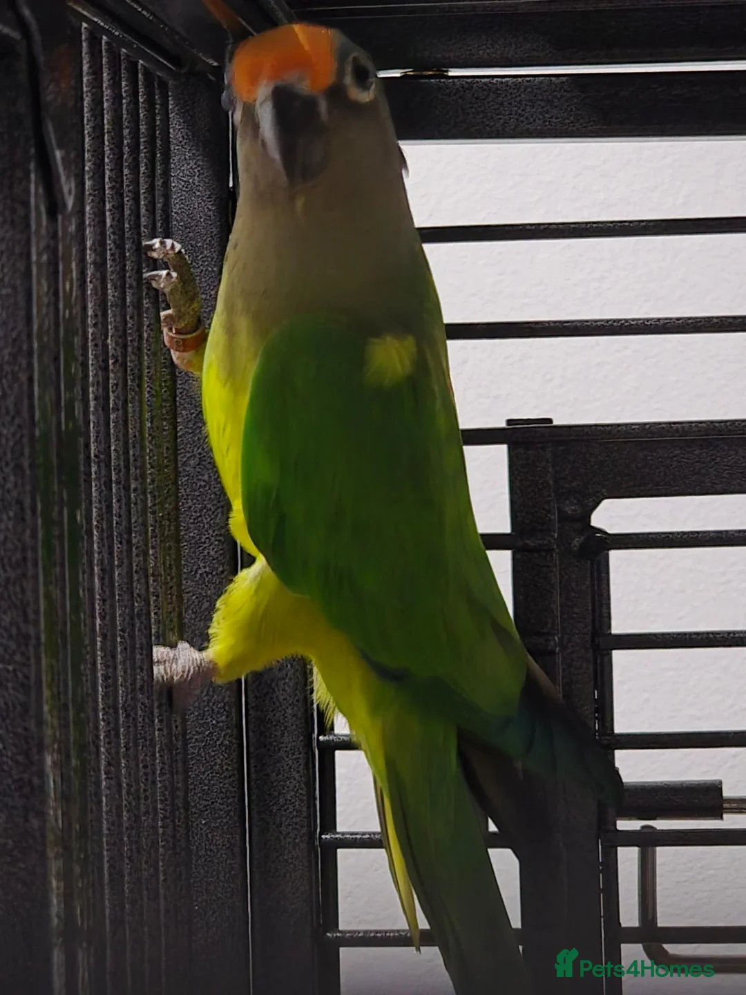Conures birds for sale: Male peach fronted counre - Advert 2