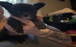 Pomchi dogs for sale: 2 beautiful tiny little Pomchi girls - Image 32