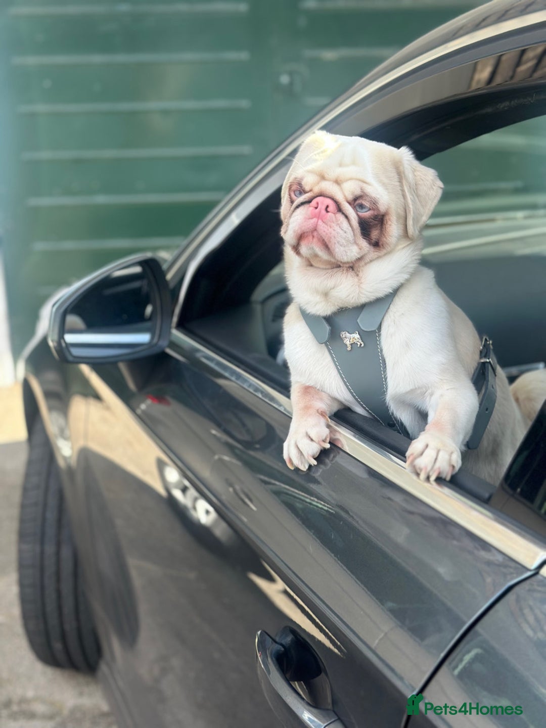 Pug dogs for stud: For stud  - Advert 2