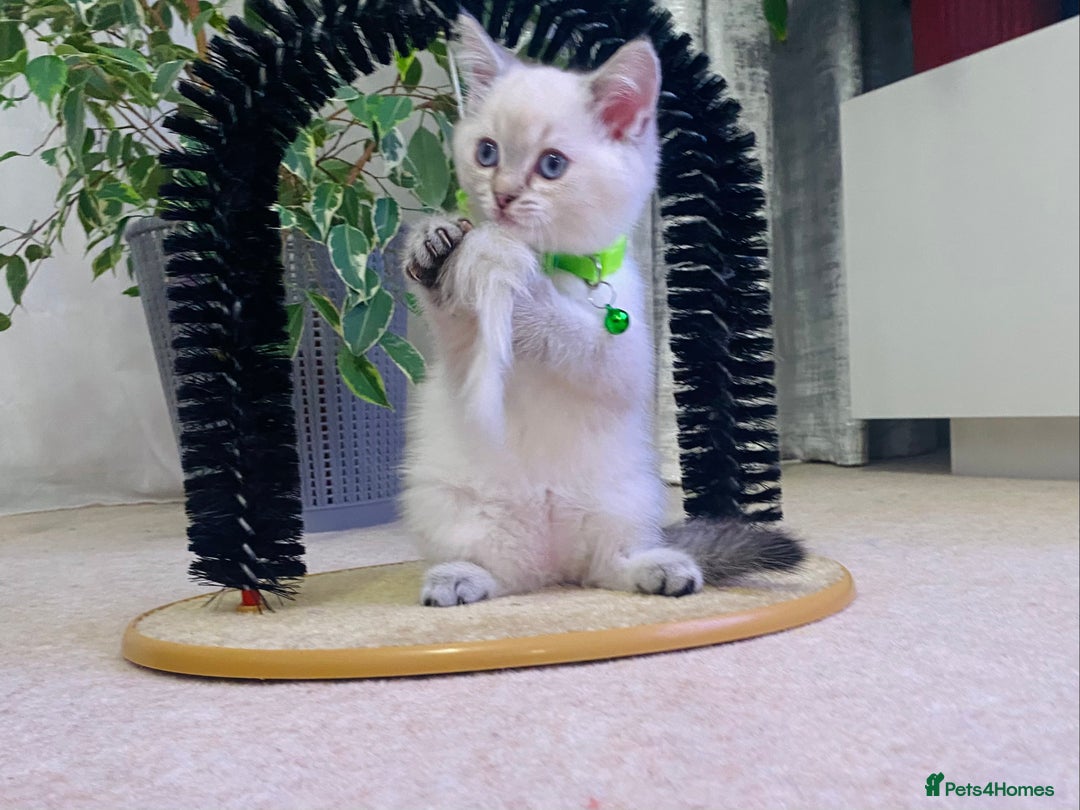 Ragdoll cats for sale: Ragdoll X British  - Advert 15