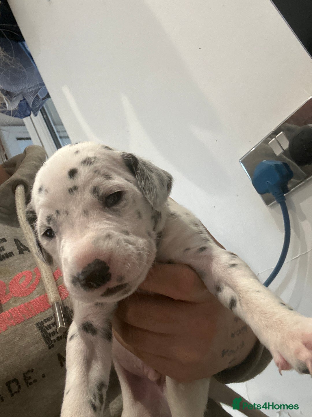 Dalmatian dogs for sale: 🐾2 left🐾 top pedigree pups - Advert 15