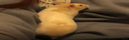 Hamster rodents for sale: Hamster looking for new home in Scarborough - Advert 5
