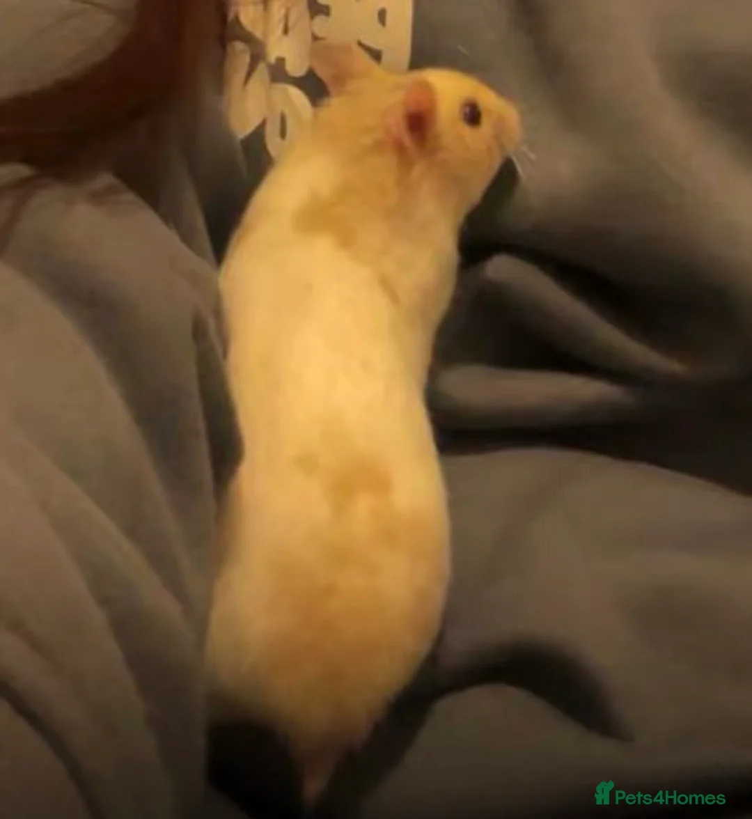 Hamster rodents for sale: Hamster looking for new home in Scarborough - Advert 5