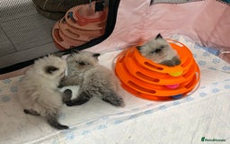 Himalayan cats for sale: Himalayan Persian Kittens  - Image 9
