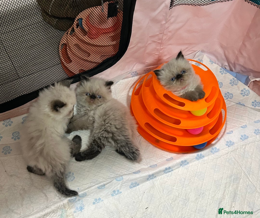 Himalayan cats for sale: Himalayan Persian Kittens  - Image 9
