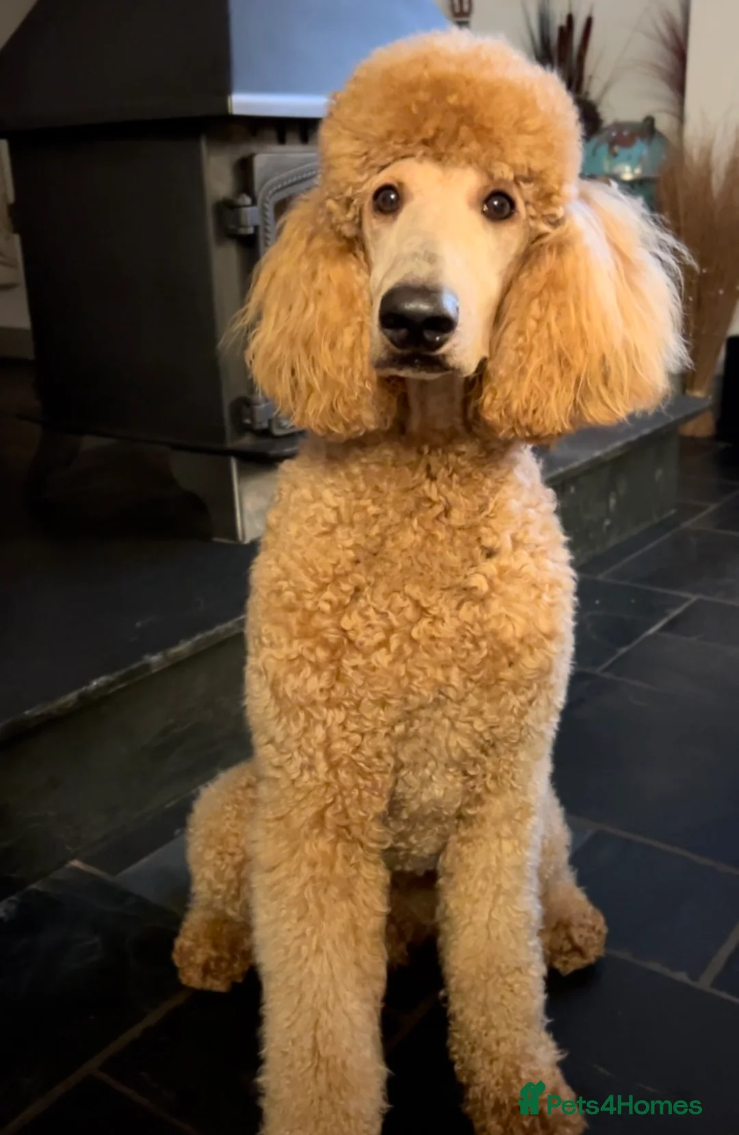Standard Poodle dogs for stud: DNA & Hip scored KC reg Standard Poodle for Stud in Welshpool - Advert 5