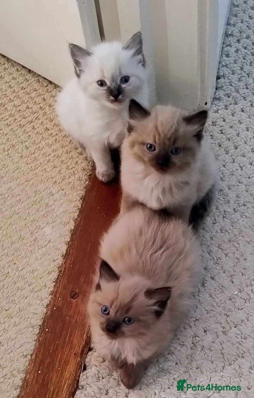 Ragdoll cats for sale: Sweet pure bred Ragdolls need forever homes  - Advert 1