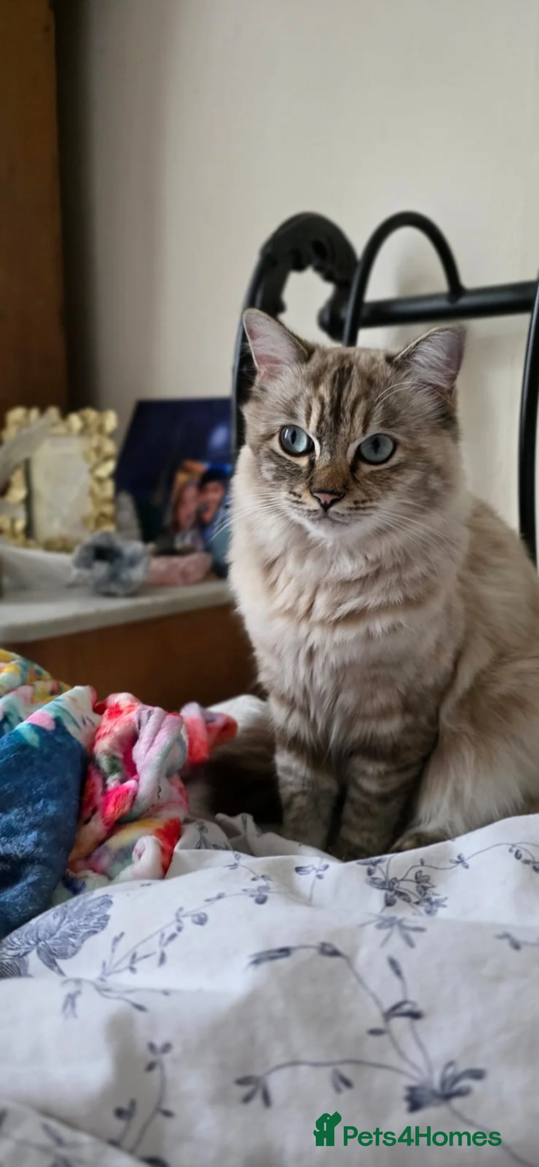 Mixed Breed cats for sale: Beautiful Fluffy Tortoiseshell Female Kitten - Advert 2