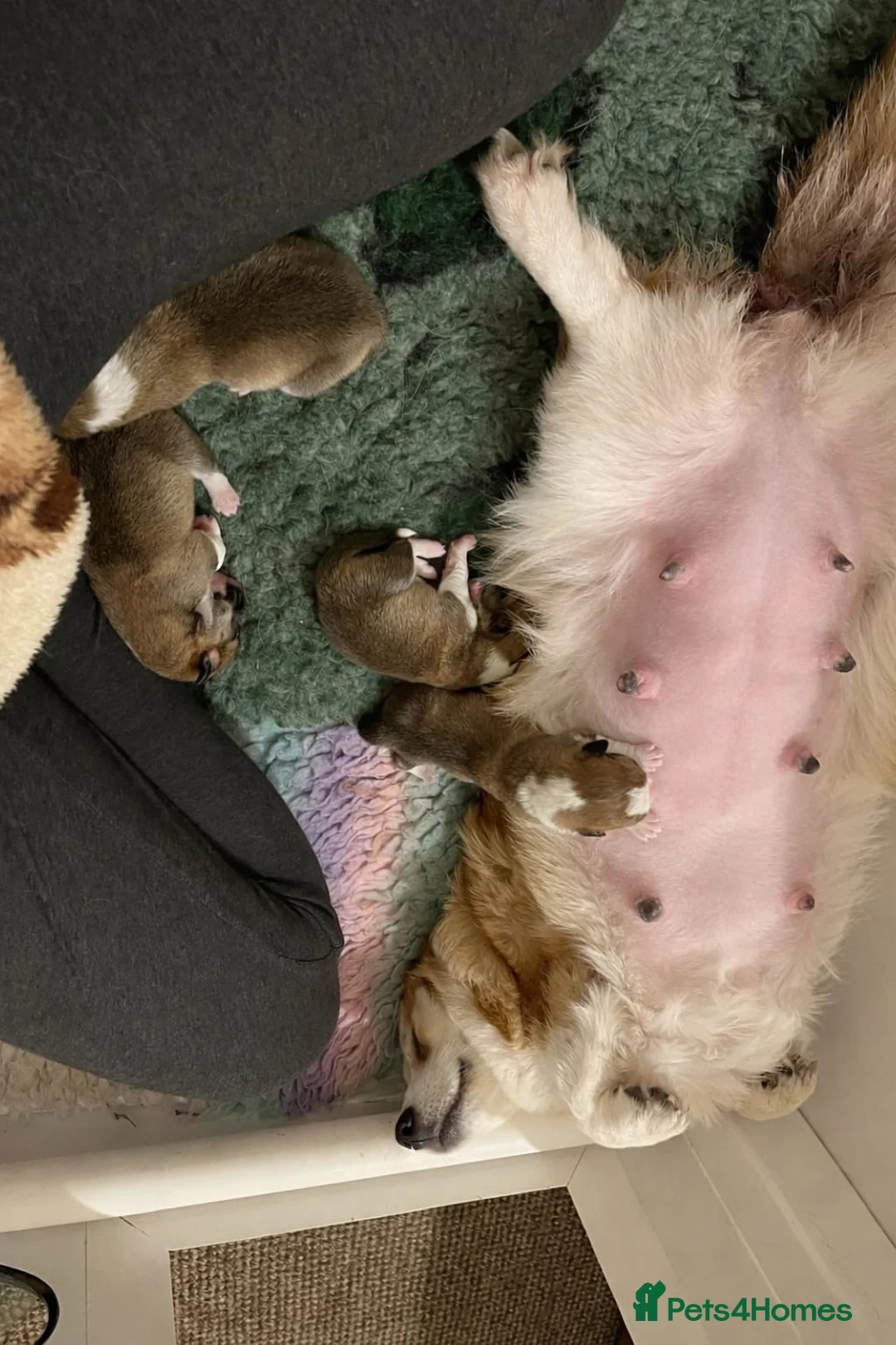 Welsh Corgi Pembroke dogs for sale: KC Welsh Pembrokeshire Corgi puppies  - Advert 3