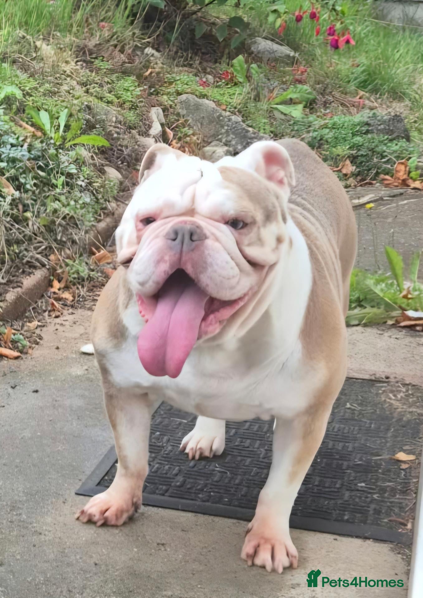 Olde English Bulldogge dogs 5 year old female  - Advert 2