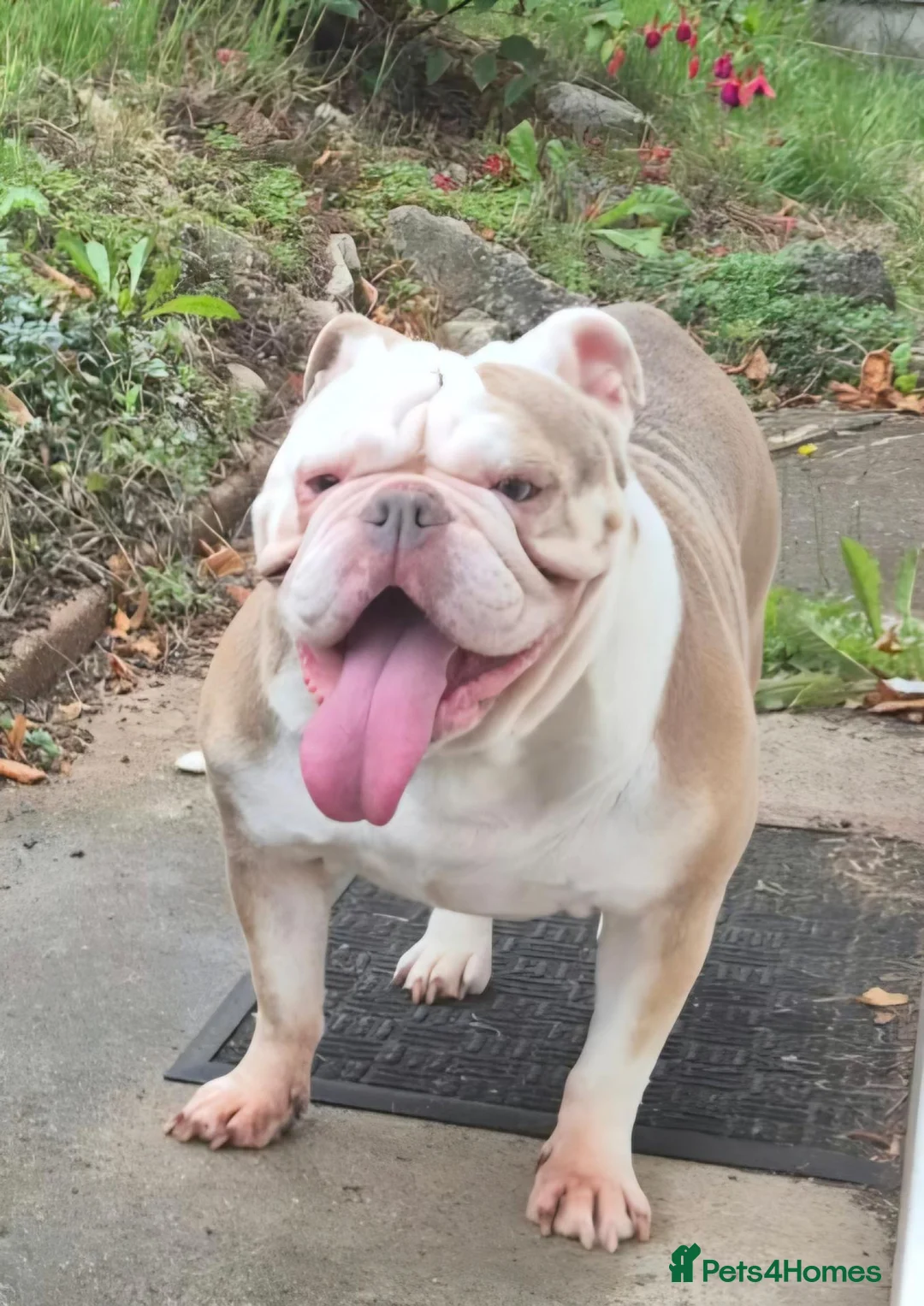 Olde English Bulldogge dogs for sale: 5 year old female  - Advert 1