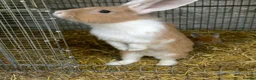 Lionhead rabbits for sale: 2 adorable Lion head rabbits - Advert 1