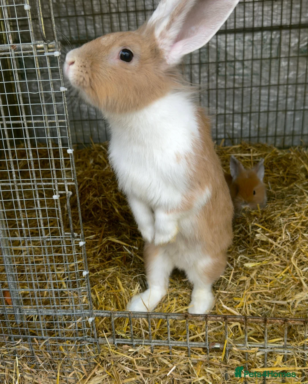 Lionhead rabbits for sale: 2 adorable Lion head rabbits - Advert 1