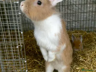 Lionhead rabbits 2 adorable Lion head rabbits - Advert 5
