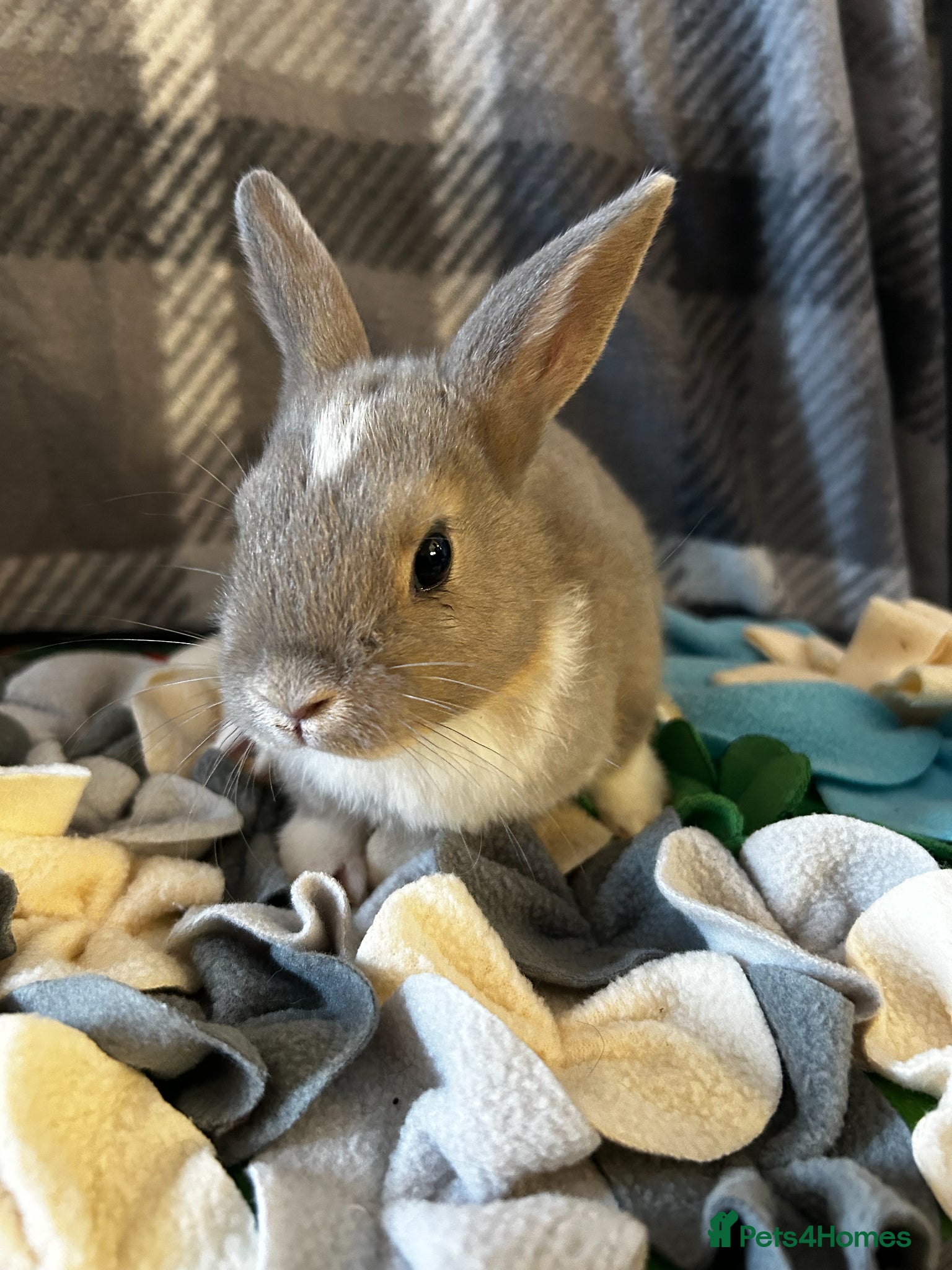 Mixed Breed rabbits for sale: Adorable baby rabbits ready for sale now - Advert 14