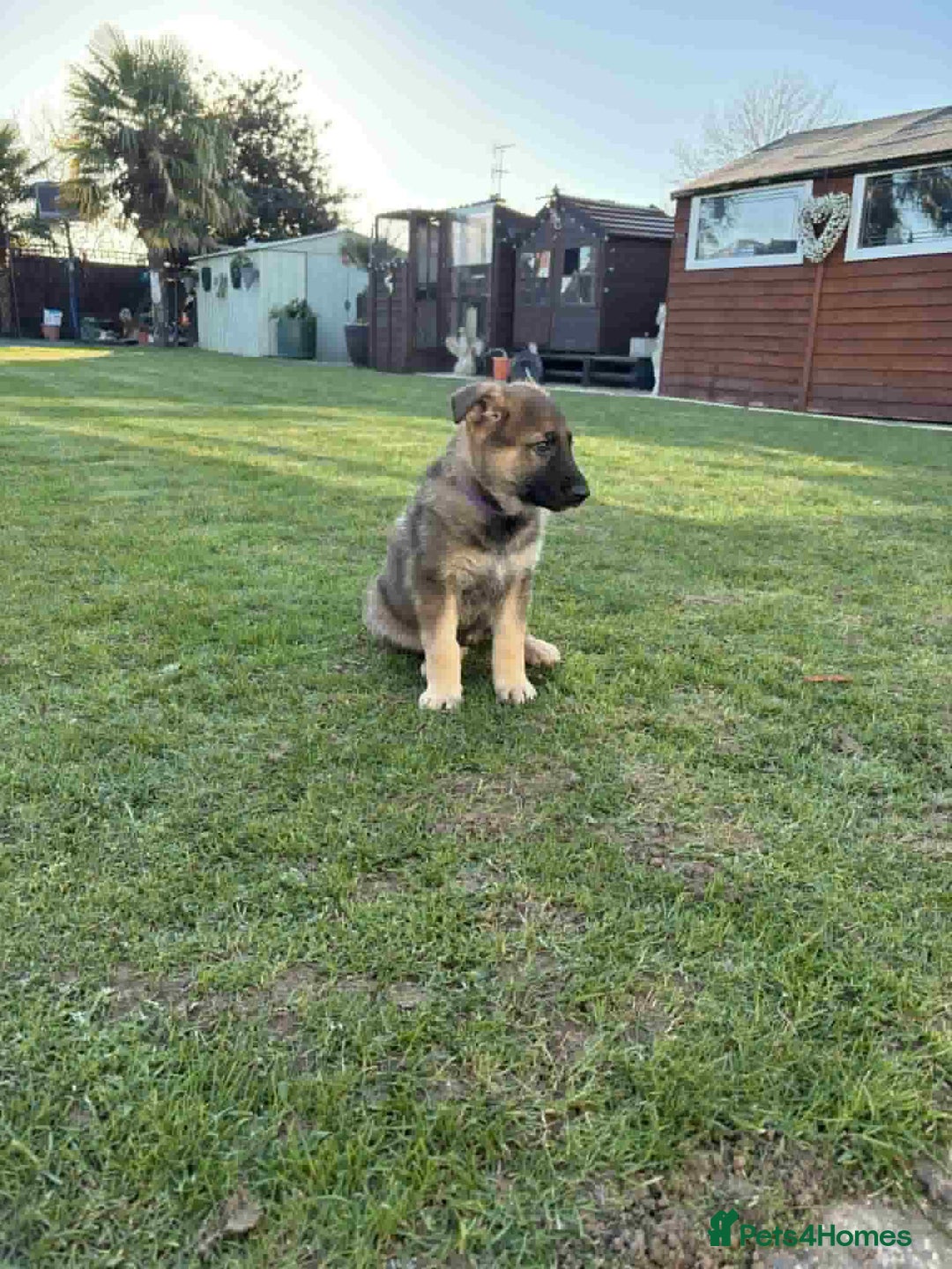 German Shepherd dogs for sale: 8 week German Shepherd puppy - Advert 7