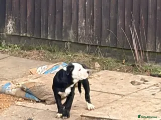 Mixed Breed dogs English Bulldog x border collie (bull collie) - Advert 14