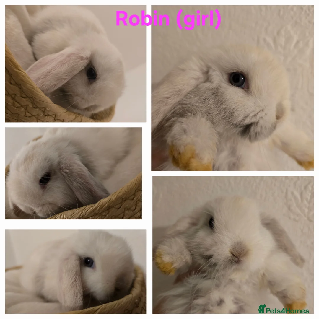 Mini Lop rabbits for sale: Beautiful mini lops x9 - Advert 4