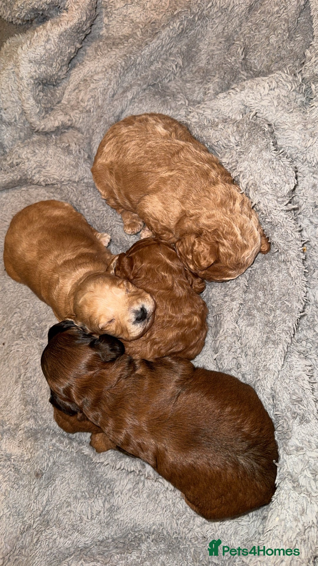 Cockapoo dogs for sale: Cockapoos puppies 😍😍 - Advert 4