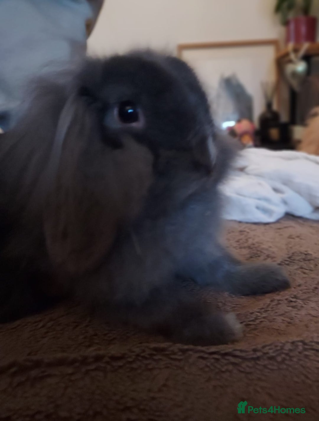 Mixed Breed rabbits for sale: Male lol x lion head - Advert 3