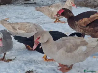Ducks poultry Female muscovy ducks - Advert 3
