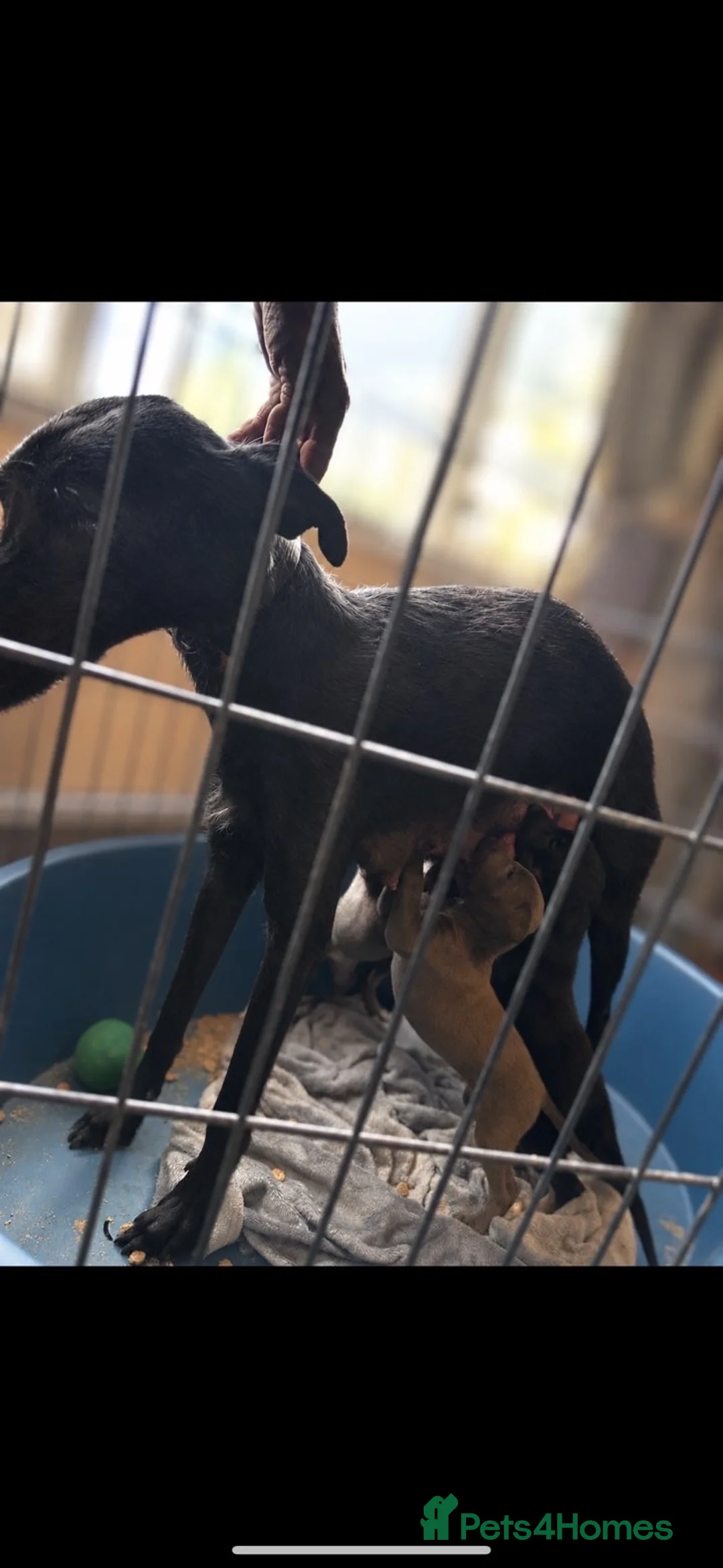 Mixed Breed dogs for sale: Deerhound/greyhound pups - Advert 3