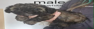 White collar 