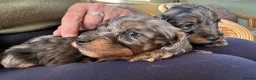 Doxiepoo dogs for sale: Stunning dachshund/poodle pups - Advert 11