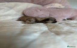 Shih Tzu dogs for sale: Beautiful shihtzu puppies - Image 16