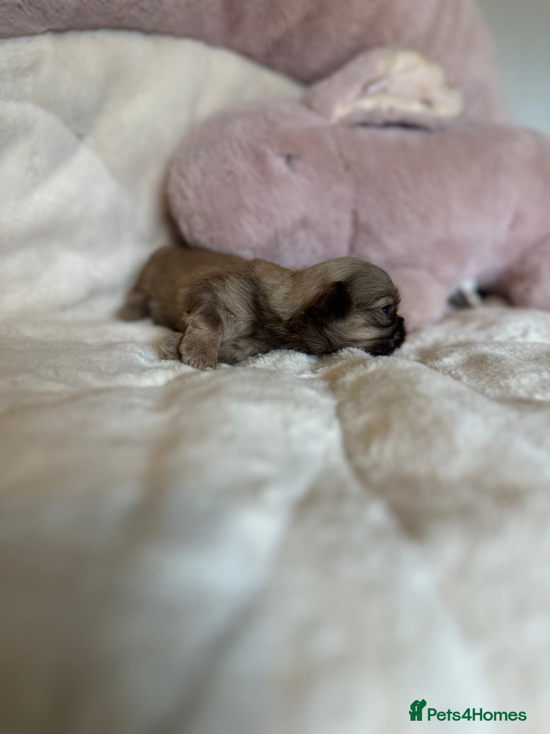 Shih Tzu dogs for sale: Beautiful shihtzu puppies - Image 16