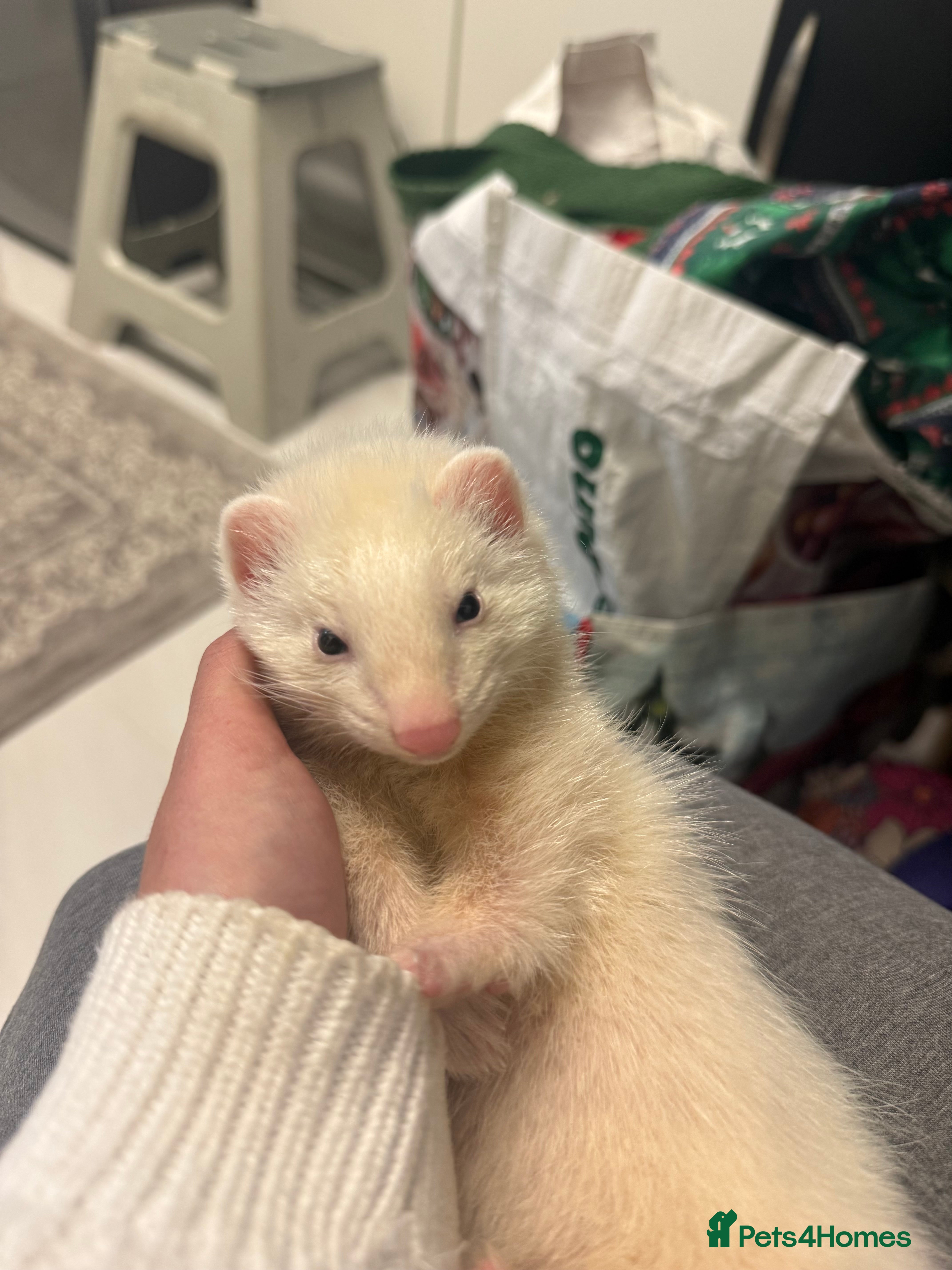 Ferret rodents Male ferret for sale with cage  - Advert 1