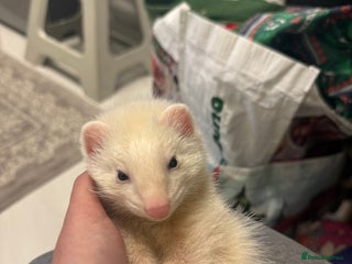 Ferret rodents Male ferret for sale with cage - Advert 6