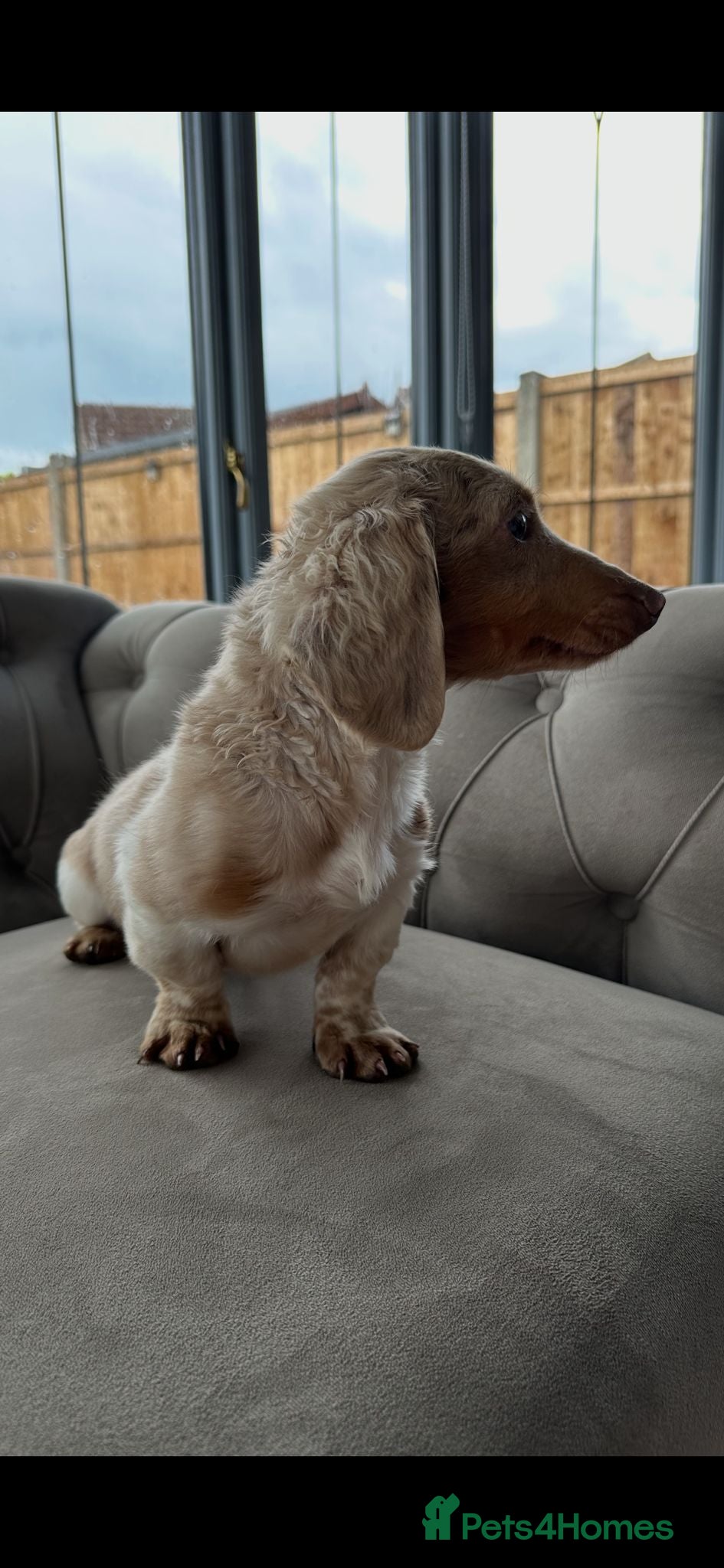 Miniature Dachshund dogs Mini dachshund dapple Isabela+tan piebald  - Advert 8