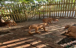 Hungarian Vizsla dogs for sale: Exceptional KC registered Hungarian Vizsla Litter - Image 26