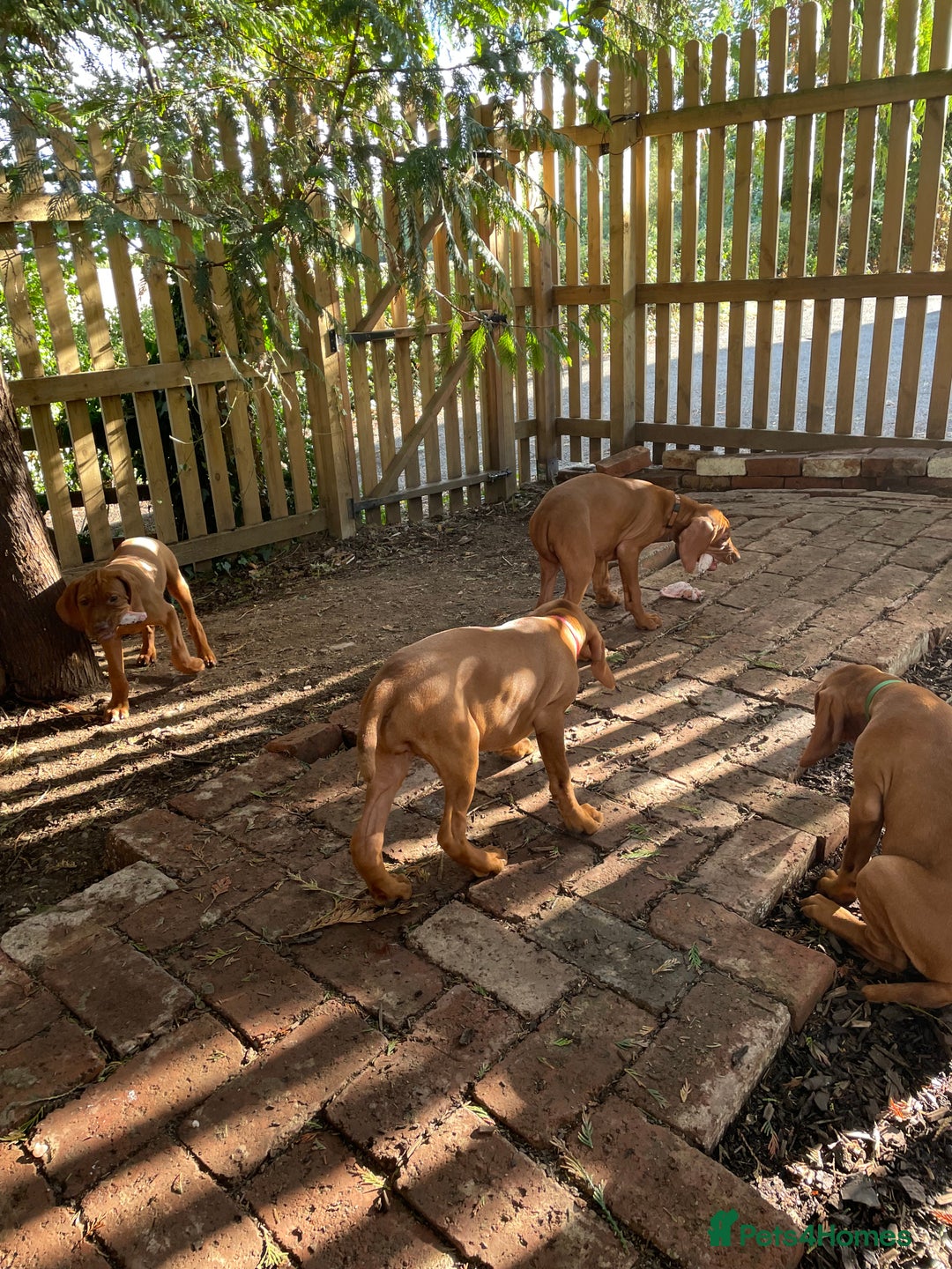 Hungarian Vizsla dogs for sale: Exceptional KC registered Hungarian Vizsla Litter - Image 26
