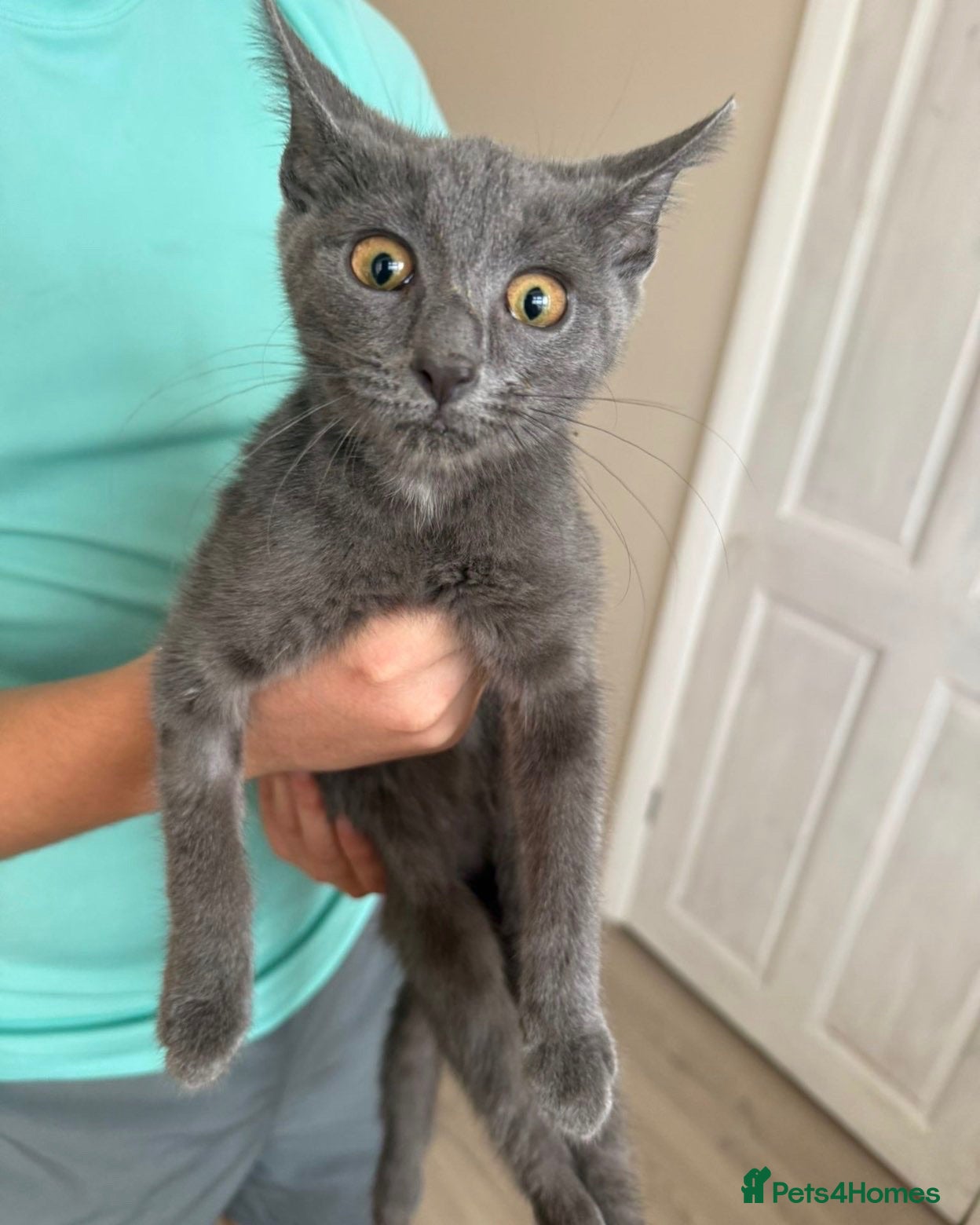 Mixed Breed cats Ronnie 🩶 - Advert 1
