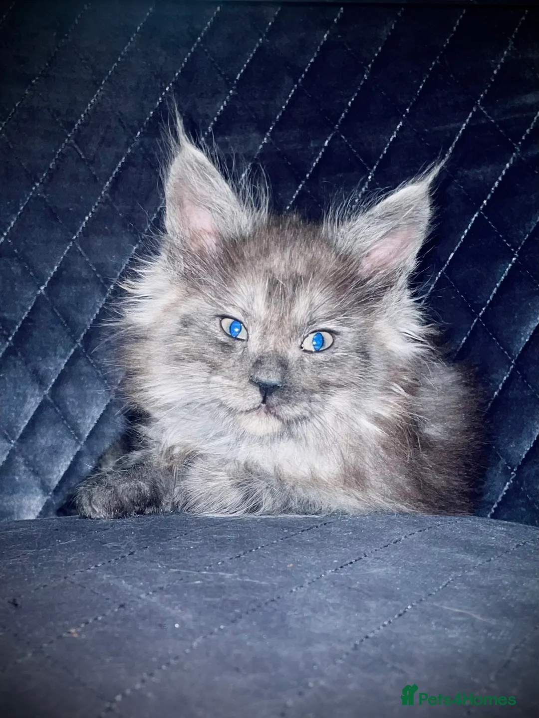 Maine Coon cats for sale: Giant Russian Mainecoons Kittens - Advert 22