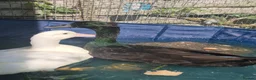 Ducks poultry for sale: Male and female bonded pair of ducks - Advert 6