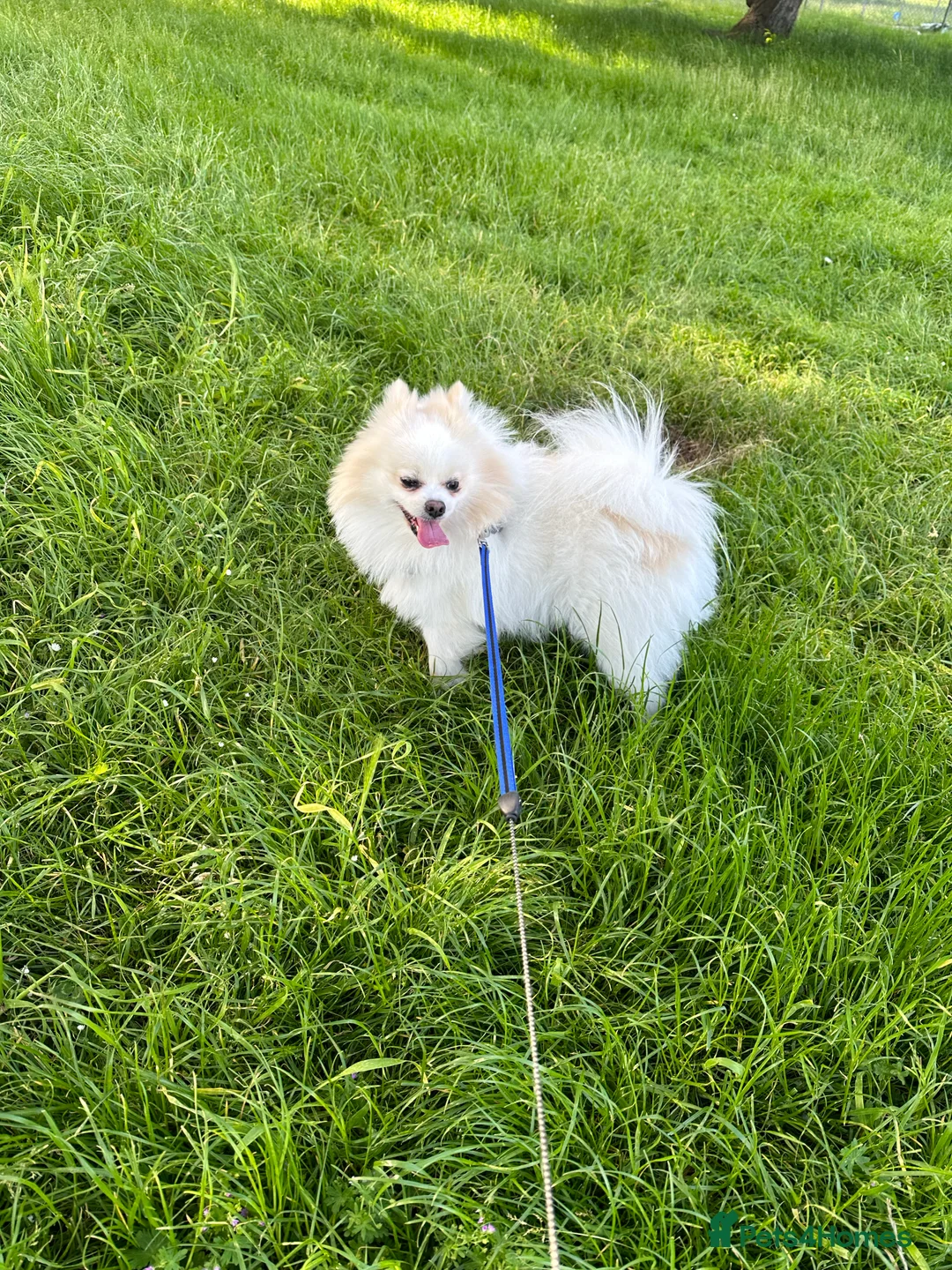 Pomeranian dogs for stud:  White Pomeranian dog “Proven, experienced STUD” in Ilford - Advert 10