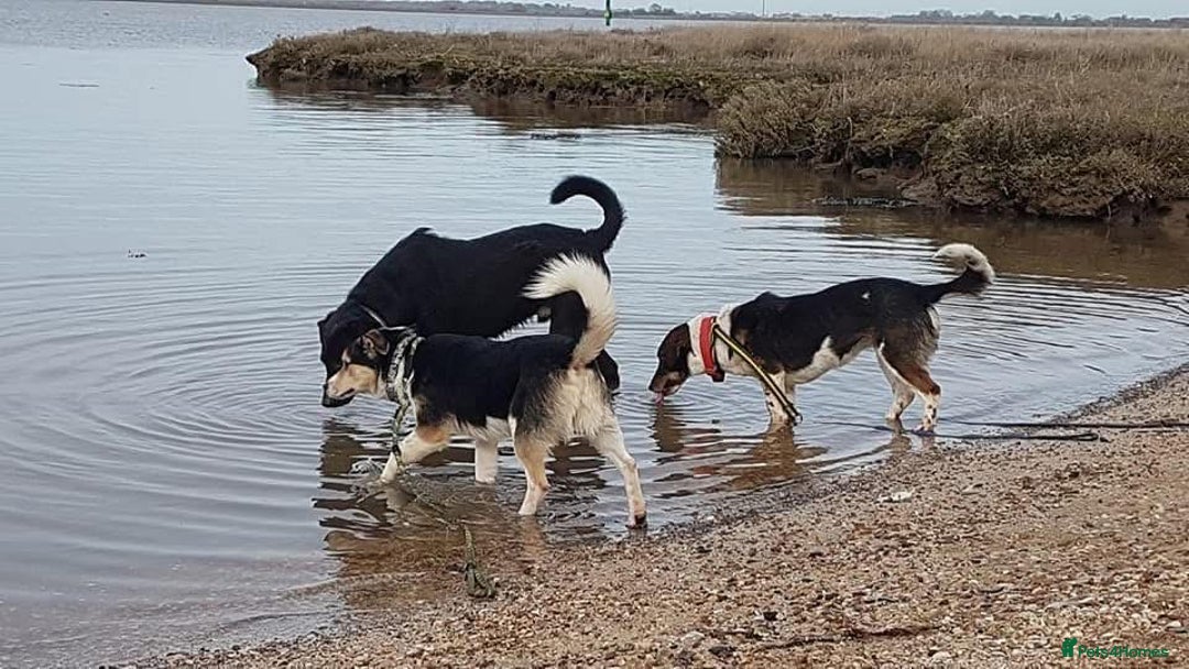 Mixed Breed dogs for adoption: Tara - Norwich Norfolk  - Advert 11