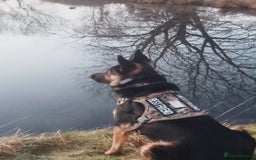 Mixed Breed dogs for adoption: Magnificent Rex GSD cross  - Image 4