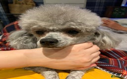 Toy Poodle dogs for sale: Asian Toy Poodle Looking for a Loving Home - Image 4