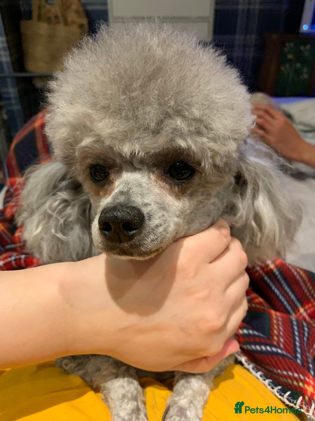 Toy Poodle dogs for sale: Asian Toy Poodle Looking for a Loving Home - Image 4
