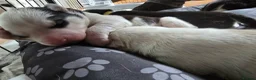 Siberian Husky dogs for sale: SIBERIAN HUSKY PUPS, 4 GIRLS, 1 BOY  - Advert 27