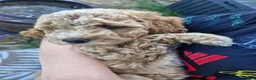 Mixed Breed dogs for sale: Adorable puppies ready for their forever homes  - Advert 21