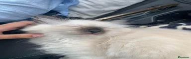 Ree