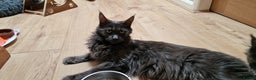 Maine Coon cats for sale: Maine coon kittens  - Advert 1