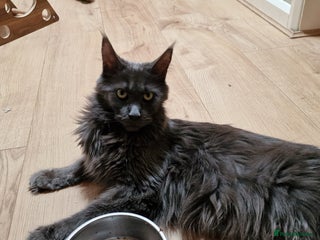 Maine Coon cats for sale - Advert 1