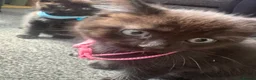 Mixed Breed cats for sale: girl kitten available - Advert 6