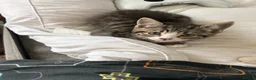 Mixed Breed cats for sale: Beautiful kittens  in Merthyr Tydfil - Advert 3